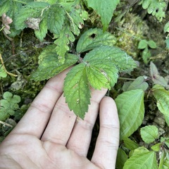 Elatostema villosum