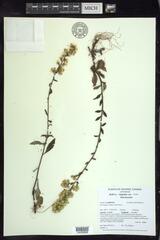 Solidago hispida huronensis