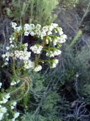 Erica subdivaricata