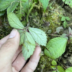 Elatostema villosum