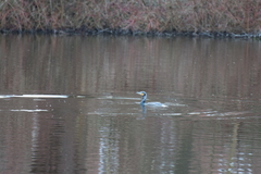 Phalacrocorax carbo