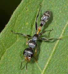Pseudomyrmex gracilis