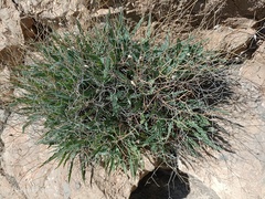 Launaea lanifera
