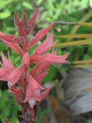 Sacoila lanceolata