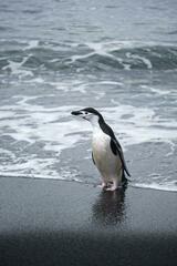 Pygoscelis antarcticus