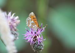 Melitaea deione