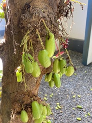 Averrhoa bilimbi