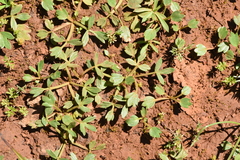 Ranunculus paludosus