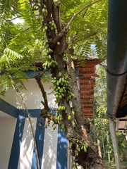 Averrhoa bilimbi