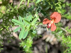 Indigofera verrucosa