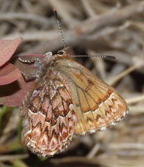 Callophrys eryphon