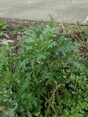 Senecio squalidus