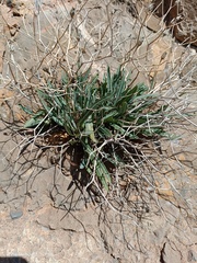 Launaea lanifera