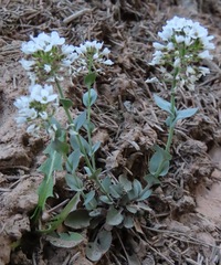 Noccaea fendleri