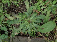 Hypochaeris radicata