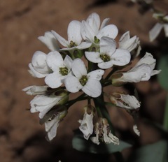 Noccaea fendleri