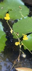Utricularia aurea
