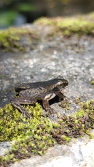 Dendropsophus columbianus