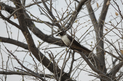 Eurocephalus anguitimens