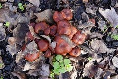 Pholiota highlandensis