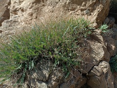 Launaea lanifera