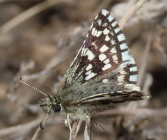 Pyrgus xanthus