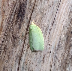 Tortrix viridana