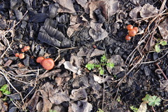Pholiota highlandensis