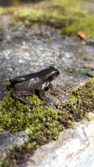 Dendropsophus columbianus