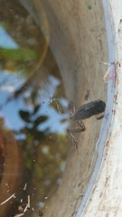 Dendropsophus columbianus