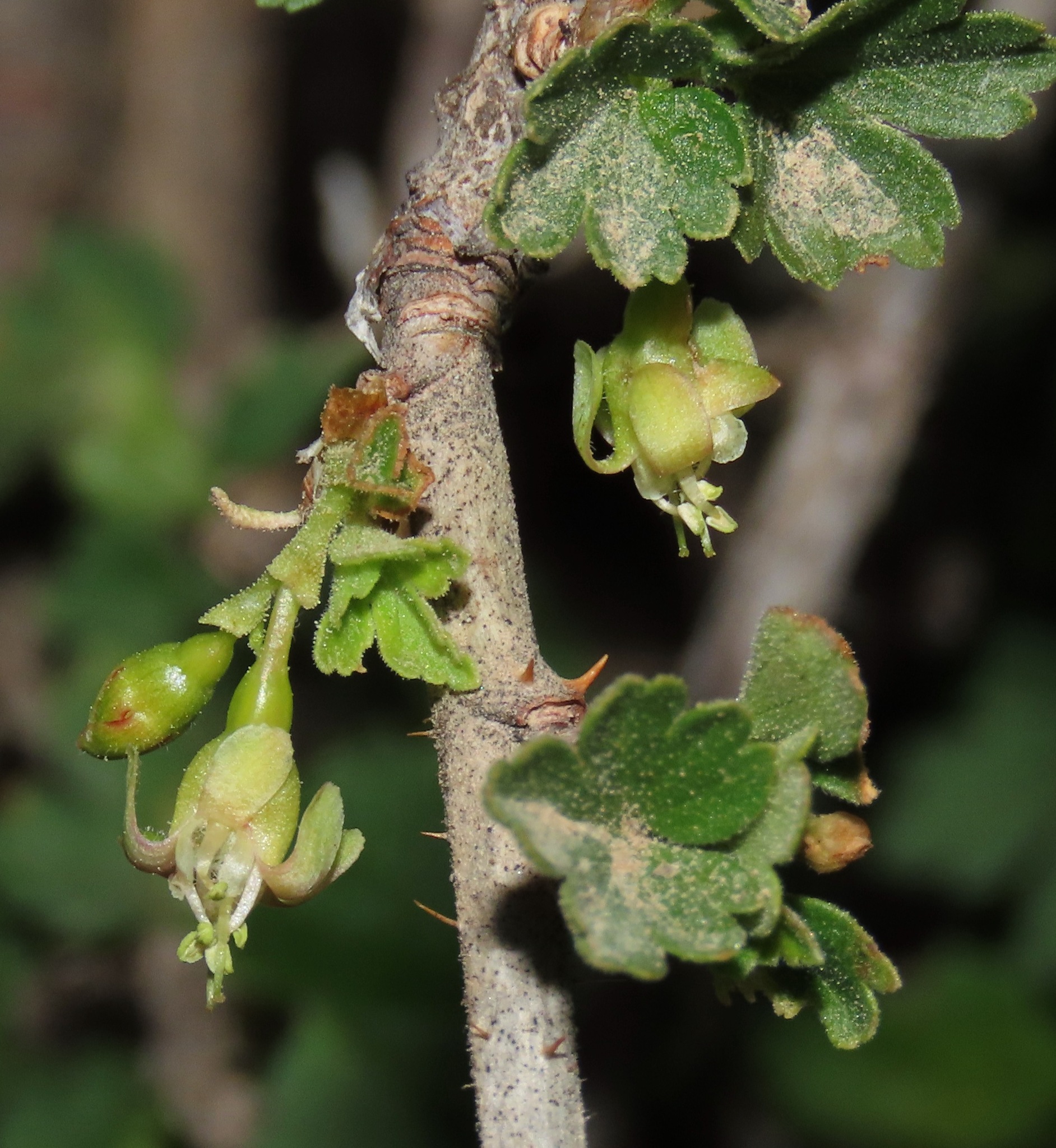 Ribes inerme var. inerme