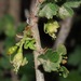 Whitestem Gooseberry - Photo (c) Rich Hoyer, some rights reserved (CC BY-NC-SA), uploaded by Rich Hoyer