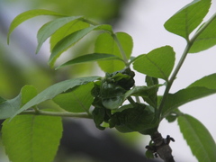 Prociphilus fraxinifolii