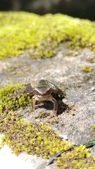 Dendropsophus columbianus