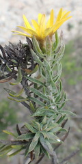Oedera calycina