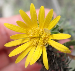 Oedera calycina