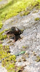 Dendropsophus columbianus