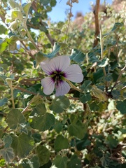 Malva subovata