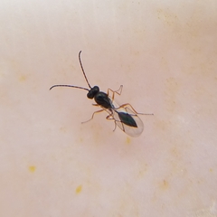 Figitidae