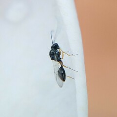 Figitidae
