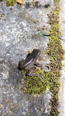 Dendropsophus columbianus