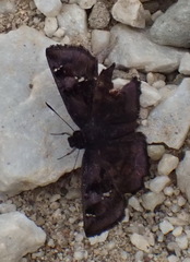 Eretis umbra umbra