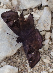 Eretis umbra umbra