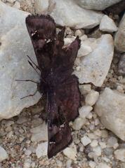 Eretis umbra umbra