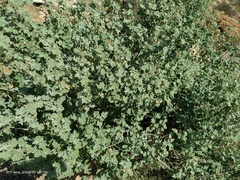 Malva subovata