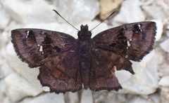 Eretis umbra umbra