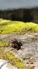 Dendropsophus columbianus