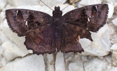 Eretis umbra umbra
