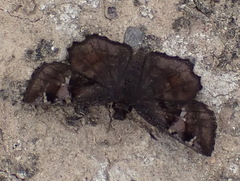 Eretis umbra umbra