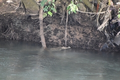 Crocodylus palustris